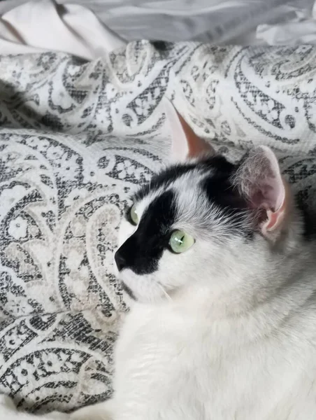 Vertical Shot Domestic While Cat Lying White Lace Sheets Hom — Stock Photo, Image