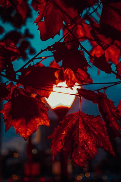 Eine Vertikale Aufnahme Von Ahornblättern Mit Einer Beleuchteten Lampe Hintergrund — Stockfoto