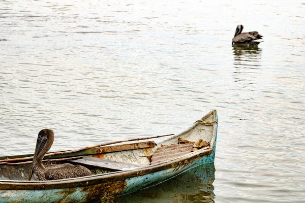 Живописный Вид Плавающего Воде Пеликана Одного Лодке — стоковое фото