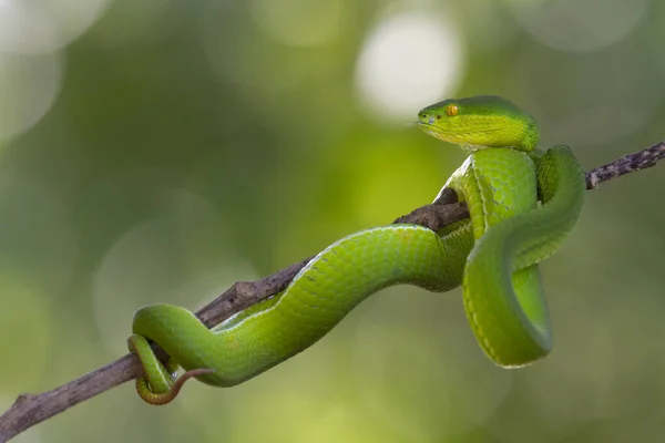 Mostrando Pouco Sua Língua Enquanto Olha Para Esquerda Kaeng Krachan — Fotografia de Stock