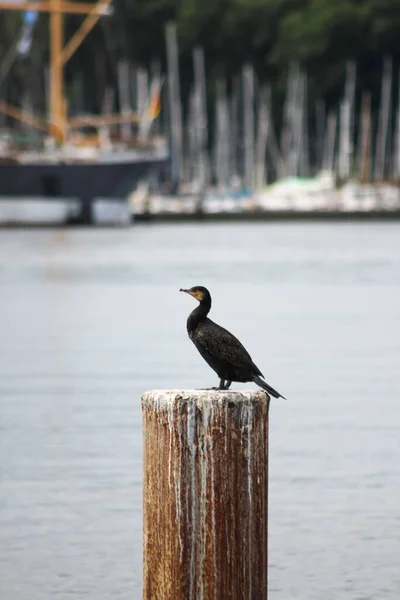 Eine Vertikale Aufnahme Eines Vogels Auf Einem Hafen — Stockfoto