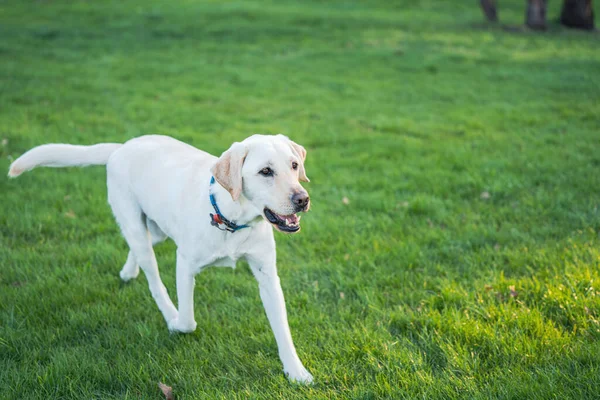 可愛いラブラドール犬が畑で遊んでいる — ストック写真