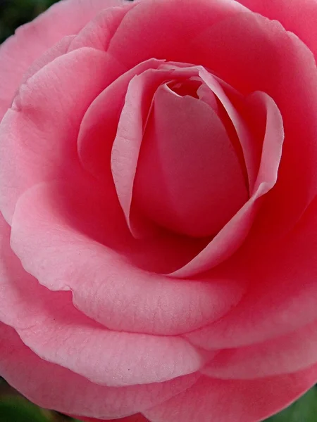 Primer Plano Una Hermosa Rosa Rosa —  Fotos de Stock
