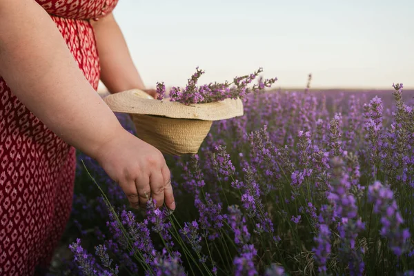 Woman Gathering Beautiful Purple Aromatic Lavender Flowers Her Hat Field — Stock Photo, Image