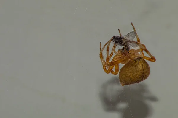 Una Macro Toma Una Araña Con Presa Aislada Sobre Fondo —  Fotos de Stock