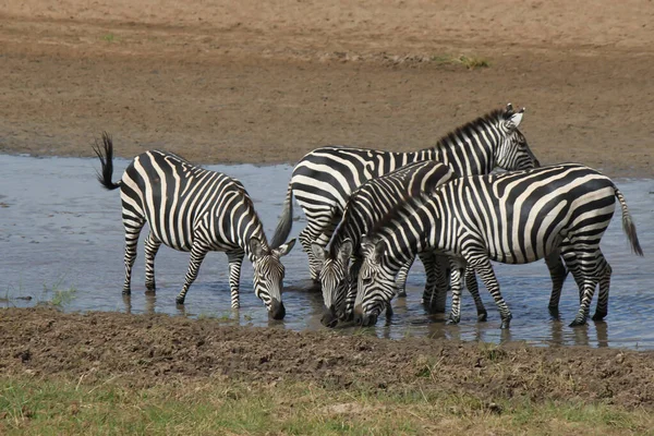 Una Vista Natural Una Manada Cebra Bebiendo Pozo Agua Naturaleza —  Fotos de Stock