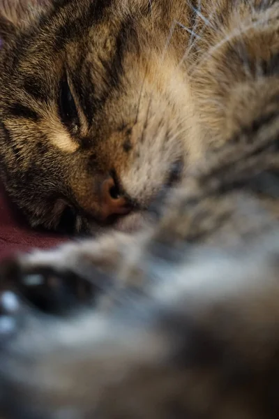 Egy Függőleges Felvétel Egy Aranyos Hazudós Macskáról — Stock Fotó