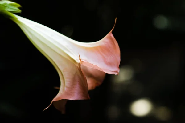 Крупним Планом Квітка Розмитим Тлом — стокове фото