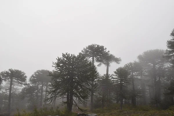 Uma Paisagem Uma Floresta Coberta Árvores Nevoeiro Dia Sombrio — Fotografia de Stock
