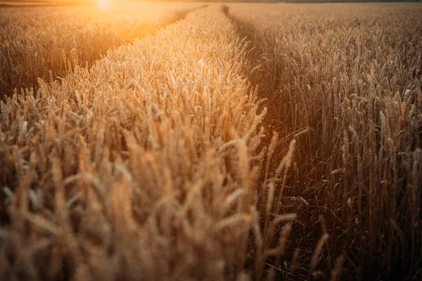 Eine Schöne Ländliche Landschaft Des Goldenen Weizenfeldes Sonnenlicht Bei Sonnenuntergang — Stockfoto
