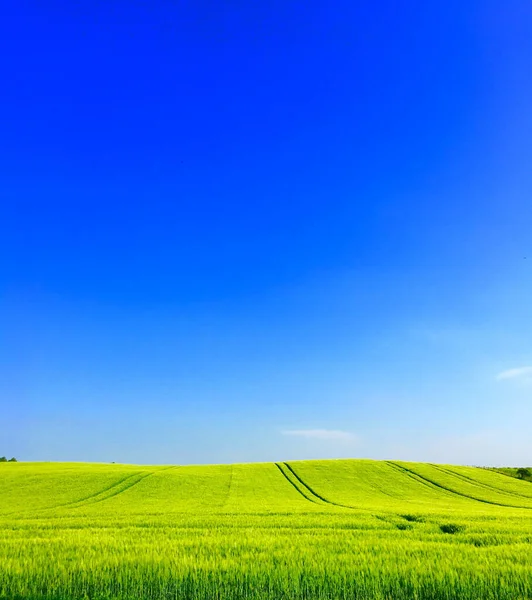 Scenic Shot Magical Green Grass Field Clear Blue Sky — Stock Photo, Image