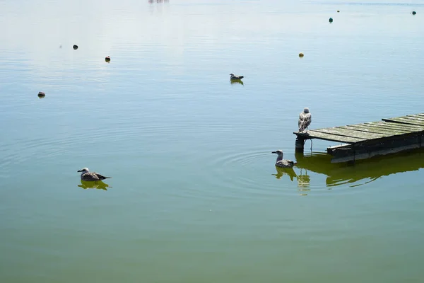 Eine Möwe Auf Einem Kleinen Holzsteg Und Enten See Einem — Stockfoto