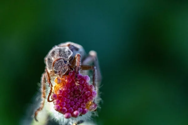 Ένα Κοντινό Πλάνο Μιας Αράχνης Ένα Φυτό Φρούτων Ένα Θολό — Φωτογραφία Αρχείου