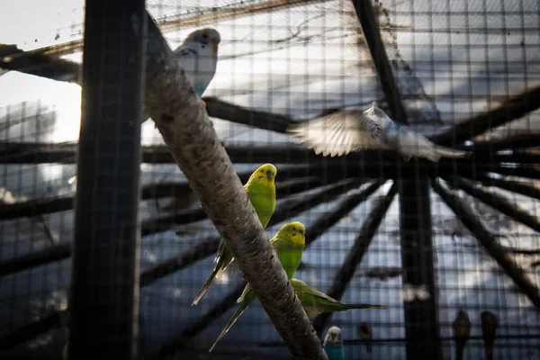 Güneşli Bir Günde Hayvanat Bahçesindeki Tahta Dallara Tünemiş Budgerigar Ların — Stok fotoğraf