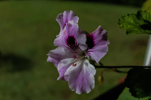 Egy Közeli Felvétel Egy Lila Geranium Erianthumról Amit Kertben Termesztenek — Stock Fotó