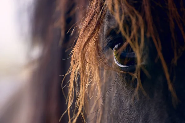 Een Close Shot Van Een Groot Oog Van Een Bruin — Stockfoto