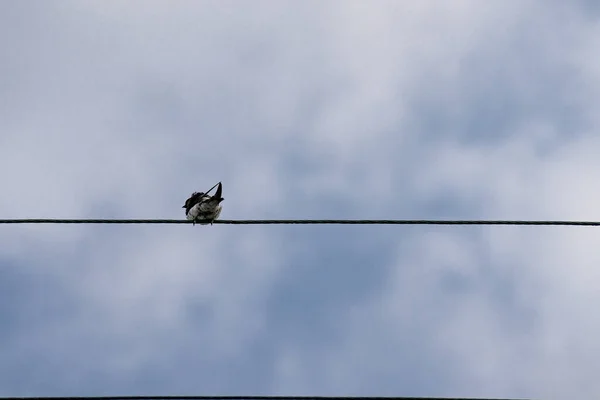 Pássaro Pousando Cabo Arame Contra Céu Nublado — Fotografia de Stock