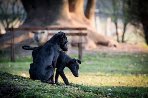 Die Beiden Schwarzen Welpen Spielen Auf Einem Grünen Gras — Stockfoto