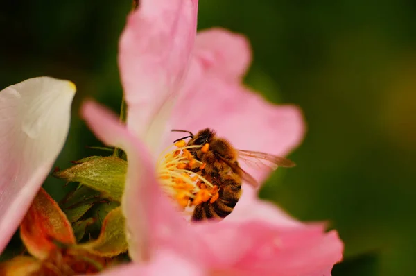 Μια Μέλισσα Κλεισμένη Στο Ροζ Ενός Άγριου Τριαντάφυλλου Κοντινό Πλάνο — Φωτογραφία Αρχείου