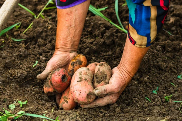 一位老农的手在收获时握着新鲜的有机土豆 — 图库照片