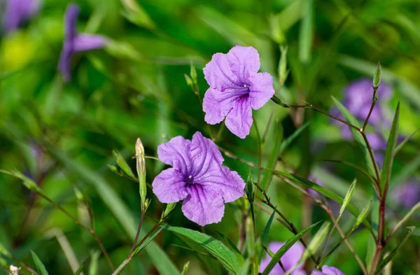 Ένα Κοντινό Πλάνο Των Όμορφων Λουλουδιών Ruellia Simplex Έναν Κήπο — Φωτογραφία Αρχείου