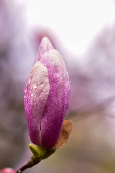 Vertical Shot Water Droplets Blooming Magnolia — Stock Photo, Image