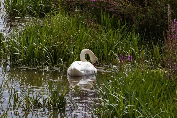 一只白天鹅在水里的植物间游动的后视镜 — 图库照片