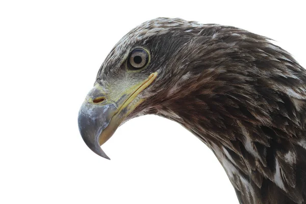 Closeup Shot Eagle Head White Background — Stock Photo, Image