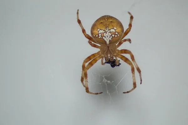 Plan Macro Une Araignée Avec Proie Isolée Sur Fond Gris — Photo