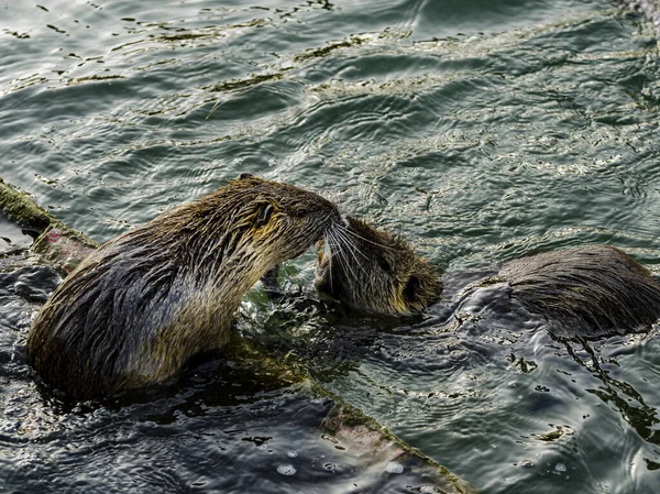 Eine Nahaufnahme Des Koypus Auch Als Nutria Bekannt Ist Ein — Stockfoto