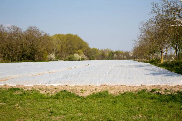 Güneş Işığı Altında Plastikle Kaplı Bir Tarım Arazisinin Yüksek Açılı — Stok fotoğraf