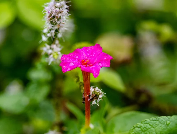 Closeup Shot Marvel Peru Flower Covered Raindrops Blurred Background — Stock Photo, Image