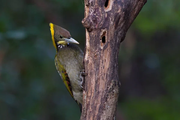 Greater Yellow Nape Woodpecker Bird Feeding Baby Birds Nest — Stock Photo, Image