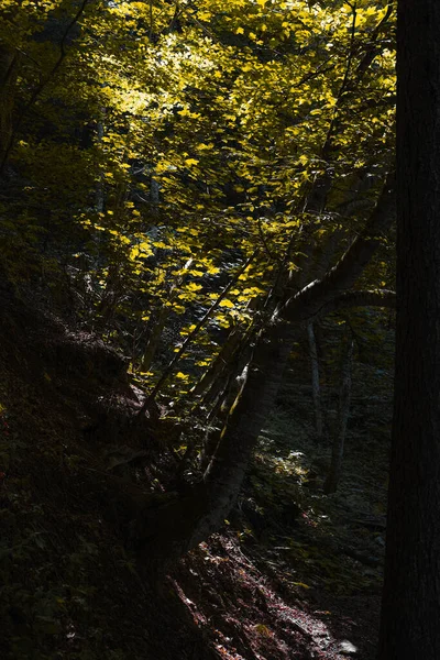 Plan Vertical Arbres Dans Forêt Lumière Soleil — Photo