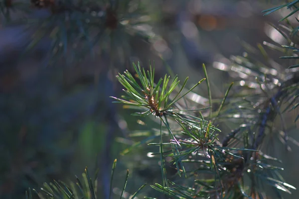 Selective Focus Shot Pine Needles — Stock Photo, Image