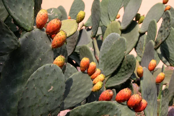 Pera Espinhosa Opuntia Fruta Cacto Comestível Crescendo Deserto Dia Ensolarado — Fotografia de Stock