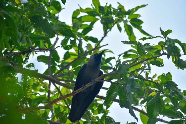 Eine Flache Aufnahme Einer Banggai Krähe Die Auf Einem Baum — Stockfoto