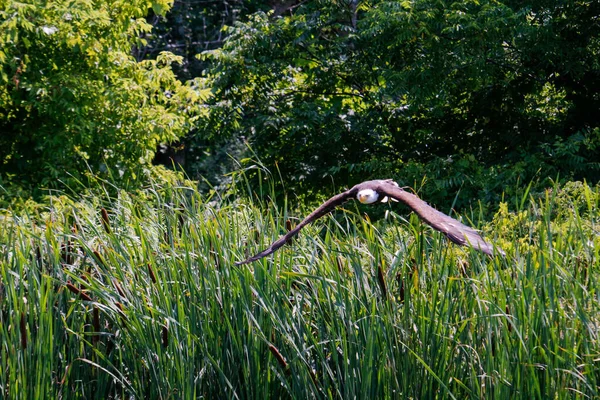 一只秃鹰在阳光下的池塘边 — 图库照片