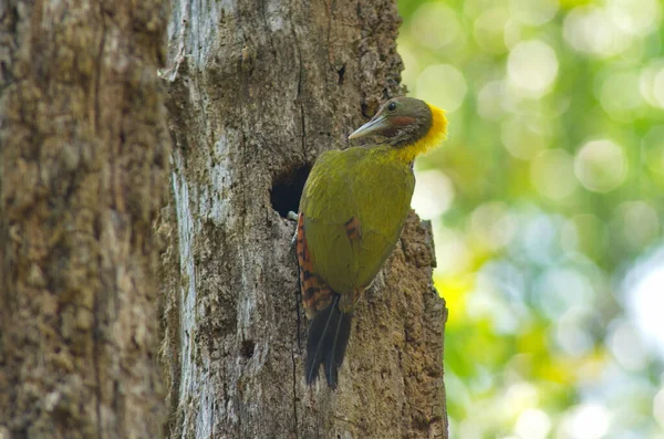 Pica Pau Nuca Amarelo Maior Pássaro Alimentando Pássaros Bebés Ninho — Fotografia de Stock