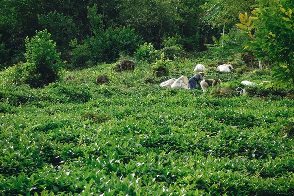 Para Petani Perempuan Panen Lapangan — Stok Foto