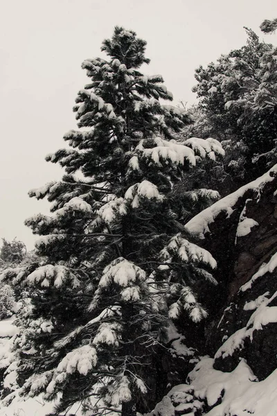 Die Schneebedeckten Tannen Wald — Stockfoto