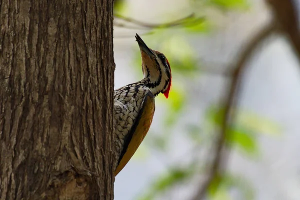 Flameback Comum Pica Pau Pássaro Escalada Alimentação Uma Árvore — Fotografia de Stock