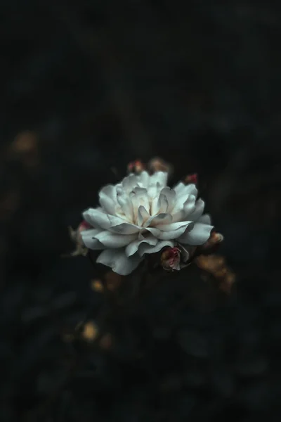 在黑暗背景下被隔离的白色花木兰花的垂直拍 — 图库照片