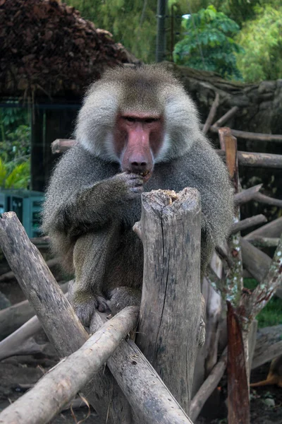 Tiro Vertical Macaco Fofo Sentado Paus Madeira Zoológico — Fotografia de Stock