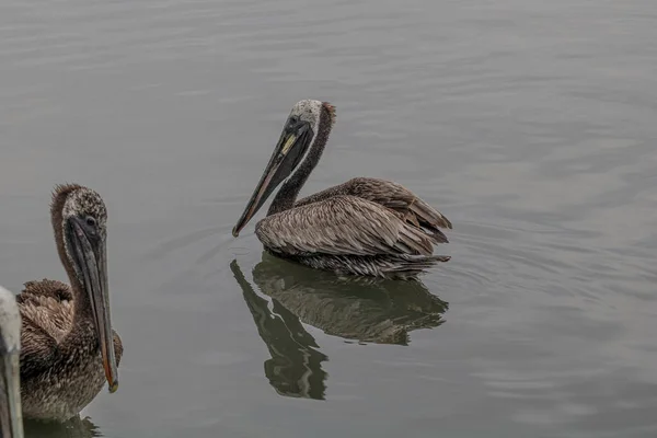 Мальовничий Вид Пеліканів Купаються Воді Похмурий День — стокове фото