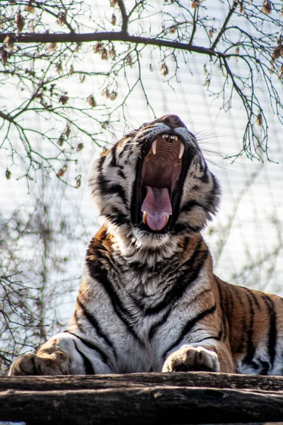 Plan Vertical Tigre Bengale Bâillant Sur Sol Dans Zoo Avec — Photo