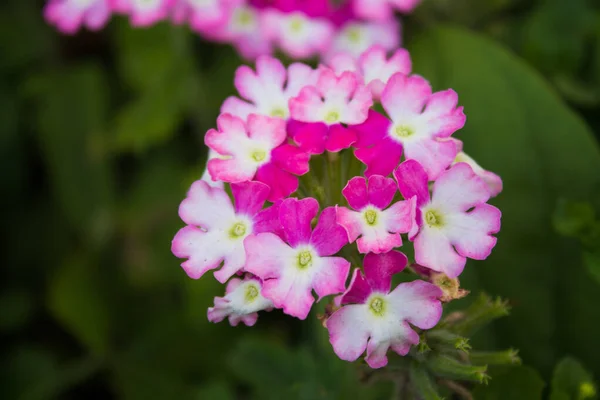 Tiro Foco Seletivo Belas Flores Verbena Rosa — Fotografia de Stock