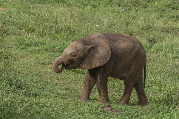 Lindo Elefante Bebê Parque Natural Cabarceno Espanha — Fotografia de Stock