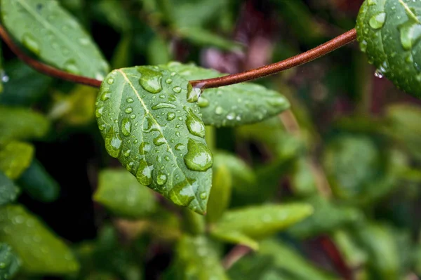 Крупный План Зеленых Листьев Клена Капельками Дождя — стоковое фото