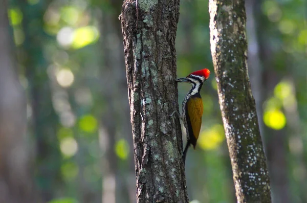 Flameback Comum Pica Pau Pássaro Escalada Alimentação Uma Árvore — Fotografia de Stock